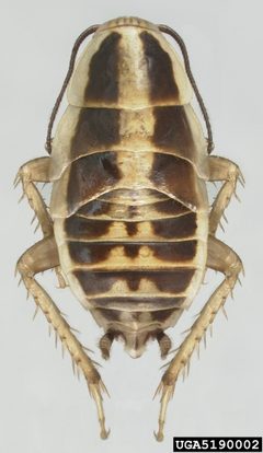 Blattella asahinai by (c) Natasha Wright, Florida Department of Agriculture and Consumer Services, Bugwood.org, some rights reserved (CC BY). Used under a CC-BY license.
