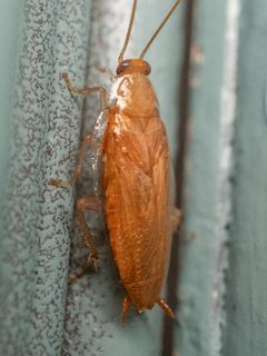 Chorisoneura texensis by (c) Alex Abair, some rights reserved (CC BY), uploaded by Alex Abair. Used under a CC-BY license.