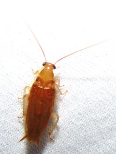 Chorisoneura texensis by no rights reserved, uploaded by kcthetc1. Used under a CC0 license.