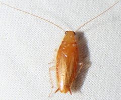 Chorisoneura texensis by no rights reserved, uploaded by kcthetc1. Used under a CC0 license.