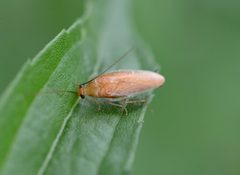 Chorisoneura texensis by (c) Amber M. King, some rights reserved (CC BY), uploaded by Amber M. King. Used under a CC-BY license.