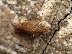 Capraiellus panzeri by (c) Rupert Lees, some rights reserved (CC BY), uploaded by Rupert Lees. Used under a CC-BY license.