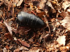 Ischnoptera deropeltiformis by (c) geosesarma, some rights reserved (CC BY), uploaded by geosesarma. Used under a CC-BY license.