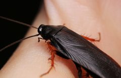 Ischnoptera deropeltiformis by (c) Matthew Lindsey, some rights reserved (CC BY), uploaded by Matthew Lindsey. Used under a CC-BY license.