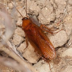 Parcoblatta americana by (c) Ken-ichi Ueda, some rights reserved (CC BY), uploaded by Ken-ichi Ueda. Used under a CC-BY license.
