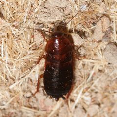 Parcoblatta americana by (c) Ken-ichi Ueda, some rights reserved (CC BY), uploaded by Ken-ichi Ueda. Used under a CC-BY license.