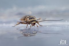 Plectoptera picta by no rights reserved, uploaded by Lyn Roueche. Used under a CC0 license.