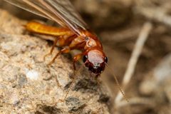 Archotermopsidae by (c) Jake Nitta, some rights reserved (CC BY), uploaded by Jake Nitta. Used under a CC-BY license.
