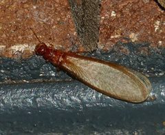 Pterotermes occidentis by (c) Wendy McCrady, some rights reserved (CC BY), uploaded by Wendy McCrady. Used under a CC-BY license.