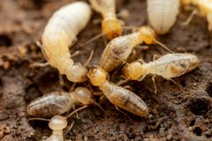 Gnathamitermes by (c) Jake Nitta, some rights reserved (CC BY), uploaded by Jake Nitta. Used under a CC-BY license.