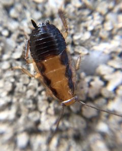 Chorisoneura by (c) James Kindt, some rights reserved (CC BY), uploaded by James Kindt. Used under a CC-BY license.