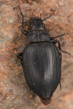 Amphizoidae by (c) Trevor Van Loon, some rights reserved (CC BY), uploaded by Trevor Van Loon. Used under a CC-BY license.
