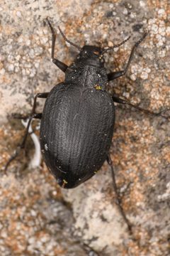 Amphizoidae by (c) Trevor Van Loon, some rights reserved (CC BY), uploaded by Trevor Van Loon. Used under a CC-BY license.