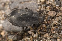 Amphizoidae by (c) Trevor Van Loon, some rights reserved (CC BY), uploaded by Trevor Van Loon. Used under a CC-BY license.