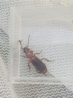 Helluomorphoides praeustus bicolor by (c) Bennett Grappone, some rights reserved (CC BY), uploaded by Bennett Grappone. Used under a CC-BY license.