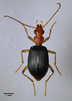 Brachinus pallidus by (c) Don Loarie, some rights reserved (CC BY). Used under a CC-BY license.
