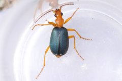 Brachinus fumans by (c) Owen Strickland, some rights reserved (CC BY), uploaded by Owen Strickland. Used under a CC-BY license.
