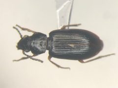 Bradycellus lecontei by no rights reserved, uploaded by Nick Bédard. Used under a CC0 license.