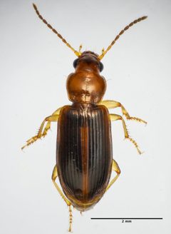 Bradycellus nubifer by (c) Don Loarie, some rights reserved (CC BY), uploaded by Don Loarie. Used under a CC-BY license.