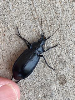 Calosoma macrum by (c) Bob Nieman, some rights reserved (CC BY), uploaded by Bob Nieman. Used under a CC-BY license.