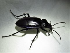 Calosoma macrum by (c) Annika Lindqvist, some rights reserved (CC BY), uploaded by Annika Lindqvist. Used under a CC-BY license.