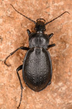 Carabus taedatus by (c) Trevor Van Loon, some rights reserved (CC BY), uploaded by Trevor Van Loon. Used under a CC-BY license.