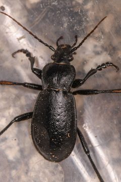 Carabus taedatus by (c) Trevor Van Loon, some rights reserved (CC BY), uploaded by Trevor Van Loon. Used under a CC-BY license.