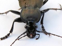 Carabus vinctus by (c) jimeckert49, some rights reserved (CC BY). Used under a CC-BY license.