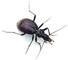 Scaphinotus angulatus by (c) Koji Shiraiwa, some rights reserved (CC BY), uploaded by Koji Shiraiwa. Used under a CC-BY license.