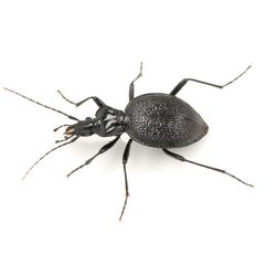 Scaphinotus marginatus by (c) Koji Shiraiwa, some rights reserved (CC BY), uploaded by Koji Shiraiwa. Used under a CC-BY license.