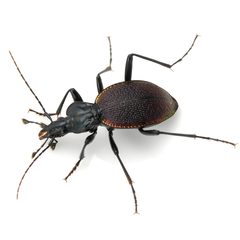 Scaphinotus marginatus by (c) Koji Shiraiwa, some rights reserved (CC BY), uploaded by Koji Shiraiwa. Used under a CC-BY license.