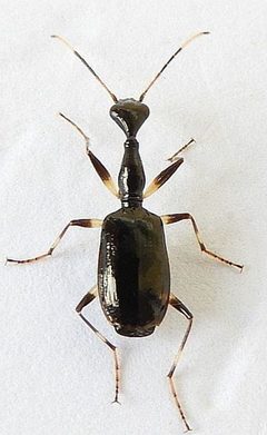 Colliuris lioptera by (c) jimeckert49, some rights reserved (CC BY). Used under a CC-BY license.