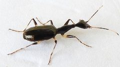 Colliuris lioptera by (c) jimeckert49, some rights reserved (CC BY). Used under a CC-BY license.