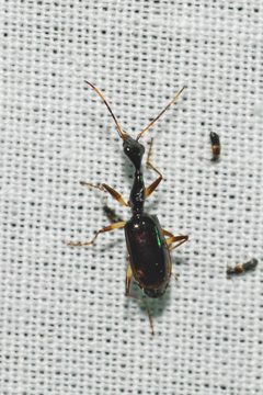 Colliuris lioptera by (c) Tom Kennedy, some rights reserved (CC BY), uploaded by Tom Kennedy. Used under a CC-BY license.