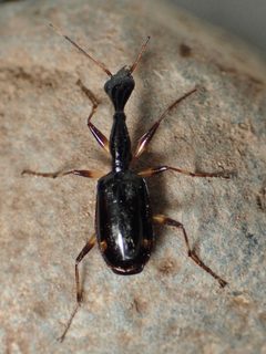 Colliuris lioptera by (c) Sue Carnahan, some rights reserved (CC BY), uploaded by Sue Carnahan. Used under a CC-BY license.