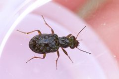 Elaphrus olivaceus by (c) Owen Strickland, some rights reserved (CC BY), uploaded by Owen Strickland. Used under a CC-BY license.