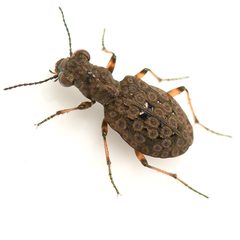 Elaphrus purpurans by (c) Koji Shiraiwa, some rights reserved (CC BY), uploaded by Koji Shiraiwa. Used under a CC-BY license.