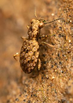 Elaphrinae by (c) Casey H. Richart, some rights reserved (CC BY), uploaded by Casey H. Richart. Used under a CC-BY license.