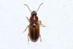 Acupalpus partiarius by (c) Owen Strickland, some rights reserved (CC BY), uploaded by Owen Strickland. Used under a CC-BY license.
