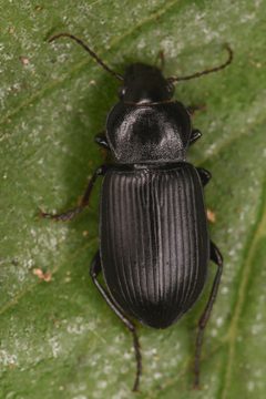 Anisodactylus consobrinus by (c) Trevor Van Loon, some rights reserved (CC BY), uploaded by Trevor Van Loon. Used under a CC-BY license.