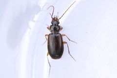 Badister grandiceps by (c) Owen Strickland, some rights reserved (CC BY), uploaded by Owen Strickland. Used under a CC-BY license.