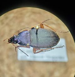 Chlaenius platyderus by (c) Bennett Grappone, some rights reserved (CC BY), uploaded by Bennett Grappone. Used under a CC-BY license.