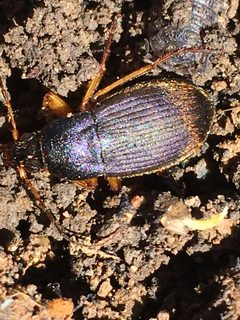 Chlaenius platyderus by (c) bg1159, some rights reserved (CC BY), uploaded by bg1159. Used under a CC-BY license.