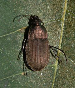 Chlaenius tomentosus by (c) Gordon C. Snelling, some rights reserved (CC BY), uploaded by Gordon C. Snelling. Used under a CC-BY license.