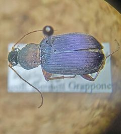 Chlaenius nemoralis by (c) Bennett Grappone, some rights reserved (CC BY), uploaded by Bennett Grappone. Used under a CC-BY license.
