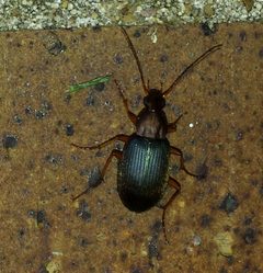 Chlaenius nemoralis by (c) Even Dankowicz, some rights reserved (CC BY), uploaded by Even Dankowicz. Used under a CC-BY license.