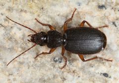 Cymindis arizonensis by (c) jcowles, some rights reserved (CC BY), uploaded by jcowles. Used under a CC-BY license.