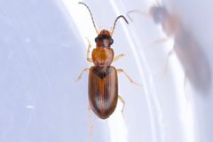 Bradycellus nigriceps by (c) Owen Strickland, some rights reserved (CC BY), uploaded by Owen Strickland. Used under a CC-BY license.