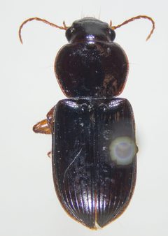 Discoderus obsidianus by (c) Andrew Meeds, some rights reserved (CC BY), uploaded by Andrew Meeds. Used under a CC-BY license.