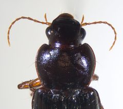 Discoderus obsidianus by (c) Andrew Meeds, some rights reserved (CC BY), uploaded by Andrew Meeds. Used under a CC-BY license.